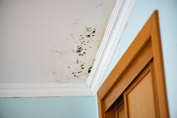 Office Mold Removal Services in Belle Rose, LA