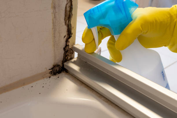 Best Mold Remediation  in Belle Rose, LA