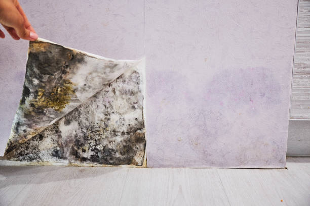 Best Same-Day Mold Removal  in Belle Rose, LA